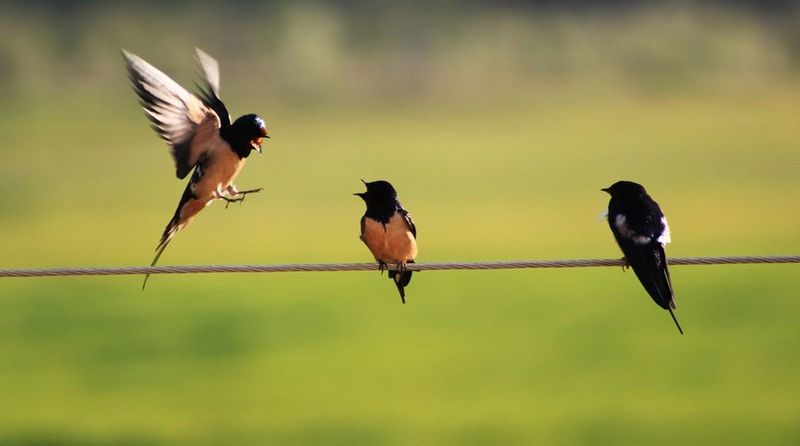 Почему птицы могут спокойно сидеть на электропроводах