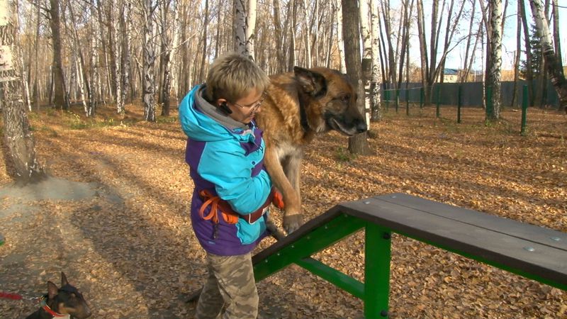 "Снаряды на этой площадке для собак травмоопасны"