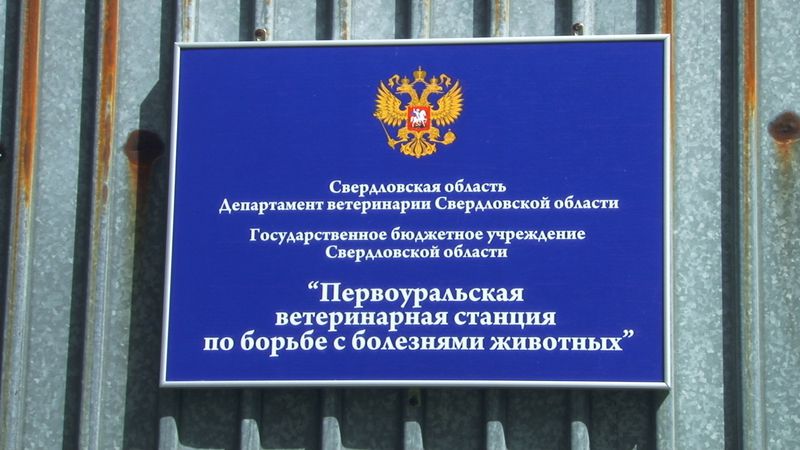 В первоуральской деревне ввели карантин из-за африканской чумы свиней