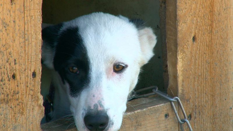 На Урале оштрафовали женщину, болеющую ковидом, которая кормила собаку  во дворе своего дома
