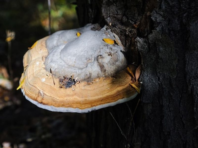 Немецкие ученые вырастили гриб со вкусом и ароматом земляники