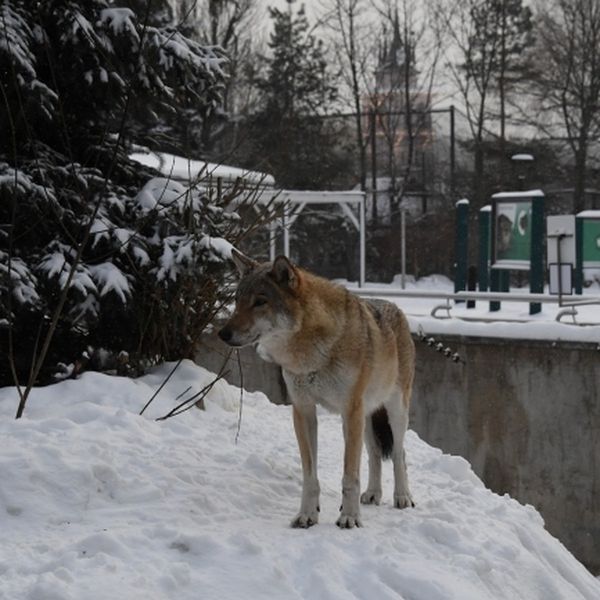 В Свердловской области охотникам разрешили убить всех волков и енотовидных собак