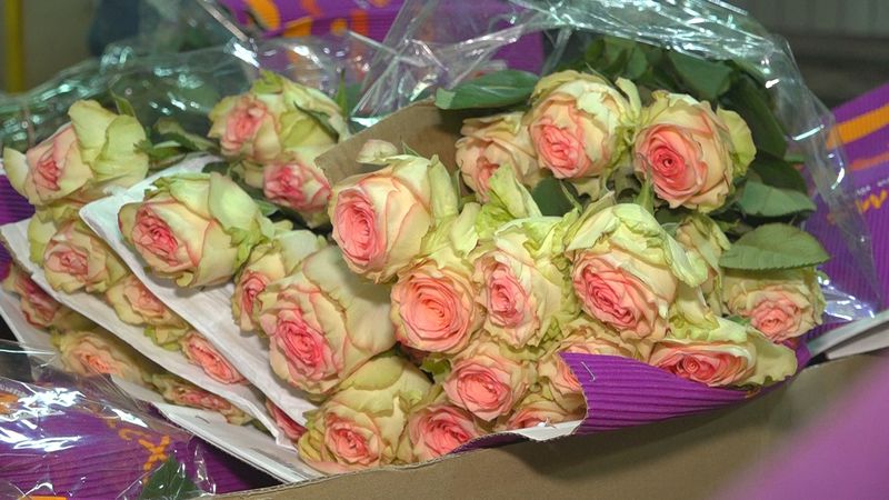 Отменён рейс из Нидерландов в Екатеринбург с 95 тоннами цветов к 8 марта