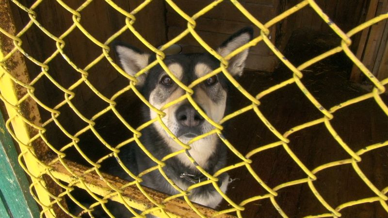 "За месяц в Первоуральске отловлено 79 бездомных собак"