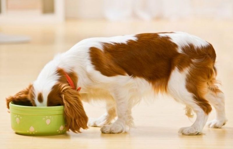 Выбираем корм для собаки – сухой, консервированный или натуральный