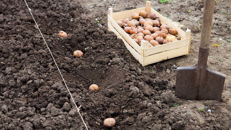 Картофельных плантаций у дачников в этом году будет больше
