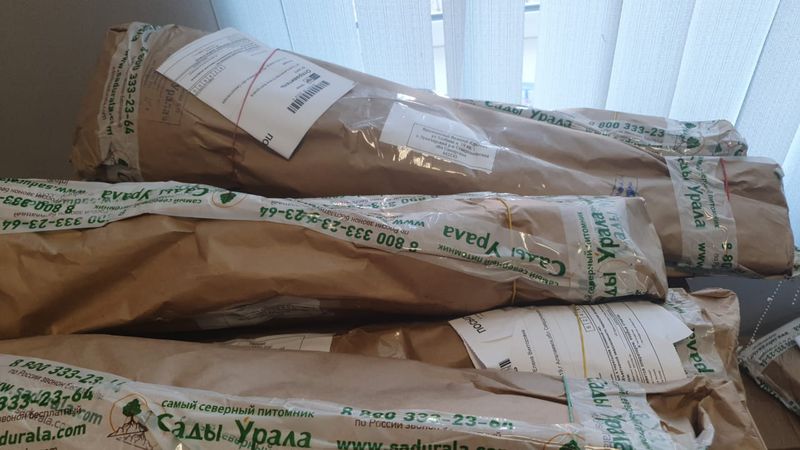 Уральские питомники начали рассылку саженцев садоводам по всей стране