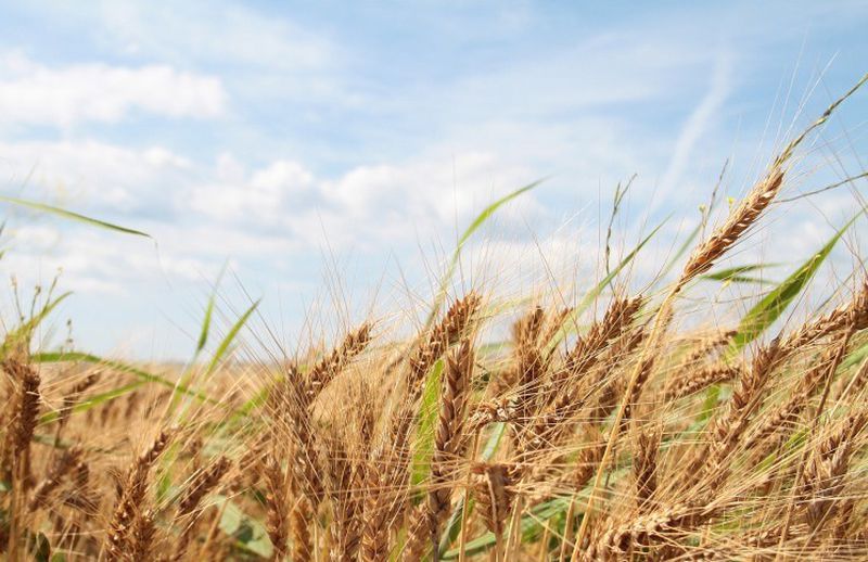 Мировые запасы пшеницы закончатся через два с половиной месяца