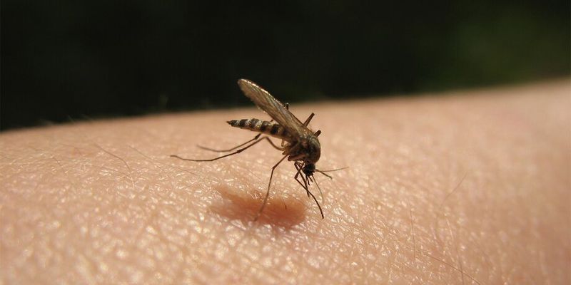 Кого комары кусают чаще других, рассказала врач-аллерголог