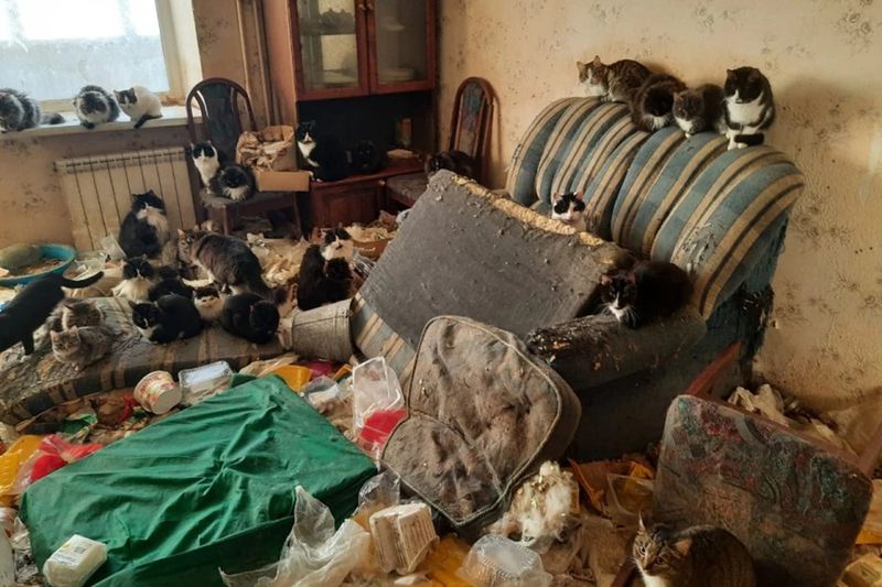 КоАП регламентирует возможное число домашних животных в квартире