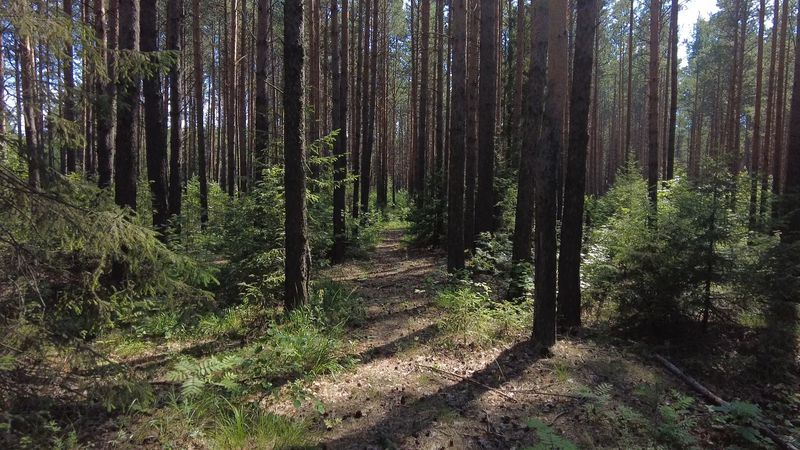 Свердловчане стали чаще пропадать в лесах