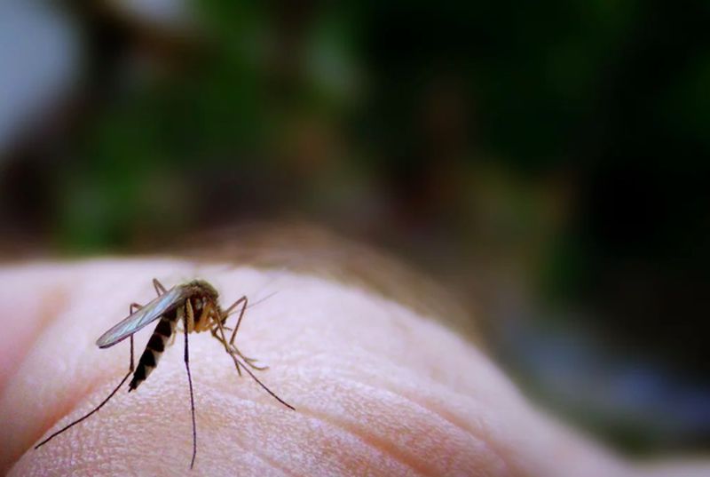 Медики напомнили о первой помощи при укусах насекомых у детей