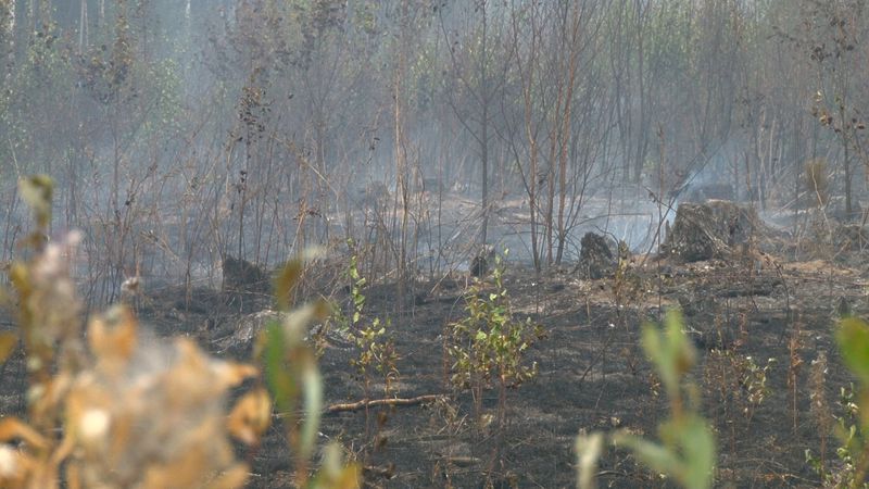 Под Первоуральском локализован лесной пожар