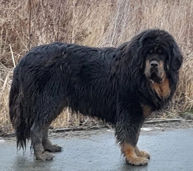 В Первоуральске большая собака загрызла йоркширского терьера