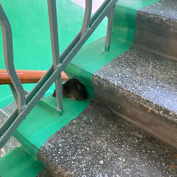 В подъезде дома на Ватутина жители заметили крысу