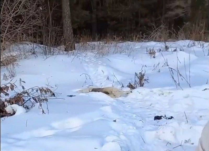 В лесу нашли мёртвой собаку, пропавшую несколько дней назад