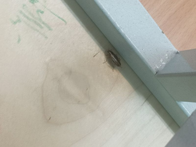 "Тараканы повсюду!" Первоуральцы жалуются на насекомых в школе №7