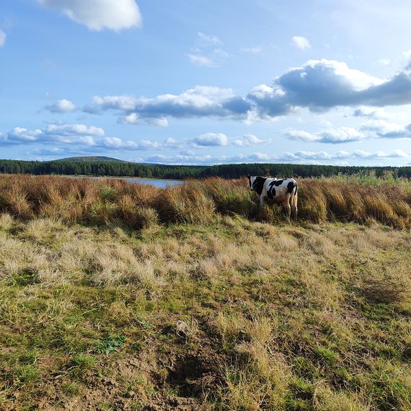 Жительница Первоуральска возмущена - на берегу питьевого источника пасут коров