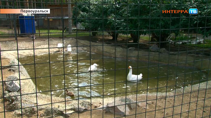 В Первоуральске будут прививать домашних птиц от гриппа