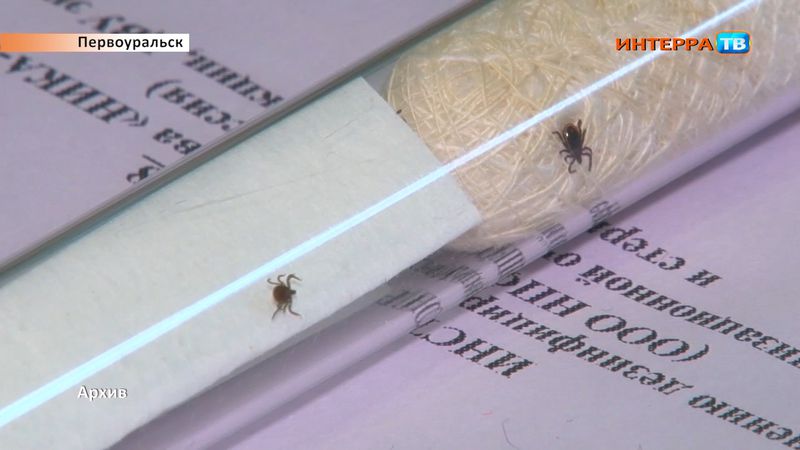 В травмпункте первоуральской больницы снят первый клещ