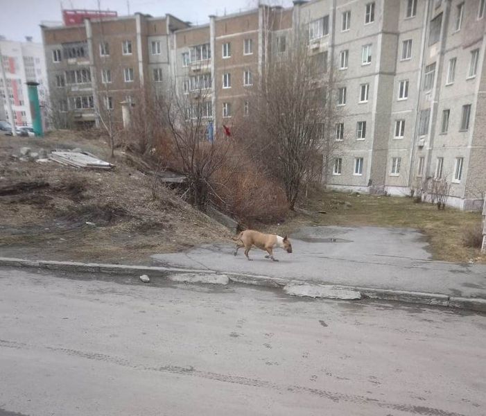 Мы зафиксировали бродячую собаку, напавшую на хозяйского пса, и полтора часа ждали помощи