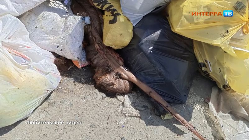 "Свалка в Шайтанке приобрела ужасающие масштабы. Туша свиньи гниёт и воняет"