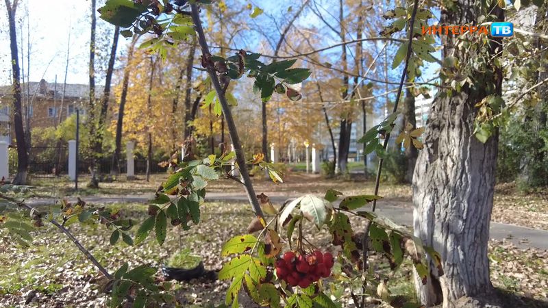 В Театральном парке высадили 34 саженца рябины и липы