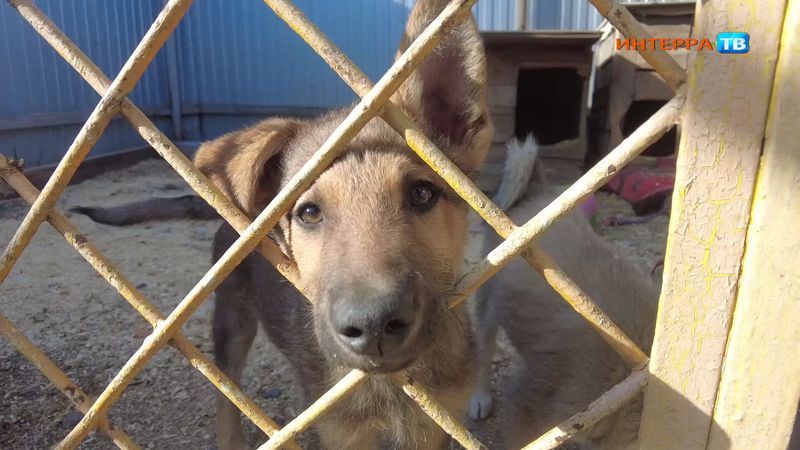 "Люди стали очень жестоки к животным"