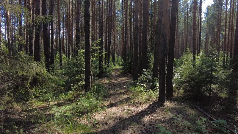 Лесозаготовительной технике запретили работать в лесу без средств навигационного контроля