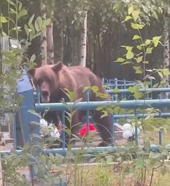 На Талицком кладбище бродит медведь?