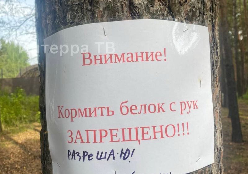 Кормить белок с рук нельзя, но, кажется, не все с этим согласны