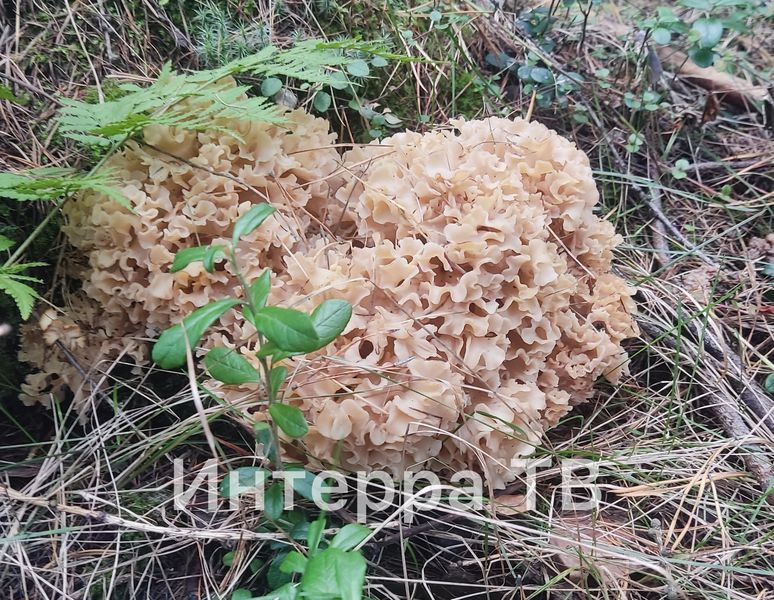 Первоуралец нашёл краснокнижный гриб