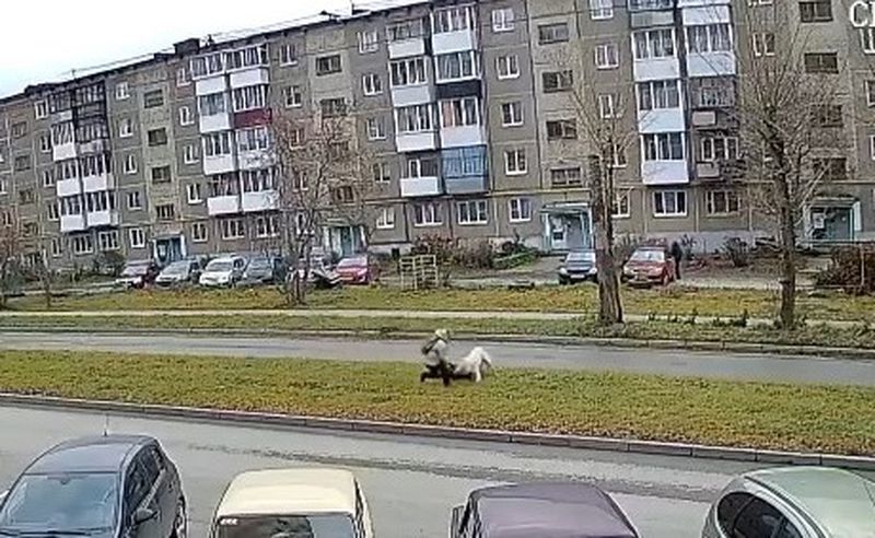 В Первоуральске нашли и забрали в приют алабая, который нападал на домашних собак