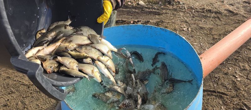 В уральские водоёмы выпустили свыше 24 тысяч мальков сазана
