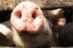 «первоуральский свин – 2»